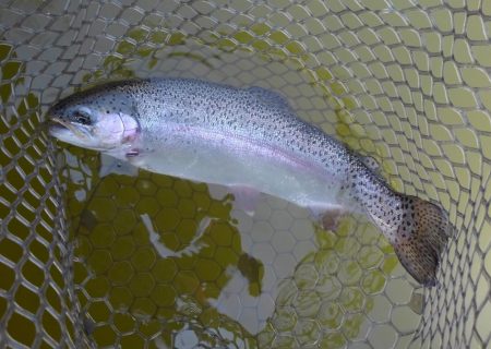 大安トラウトレイク 釣果